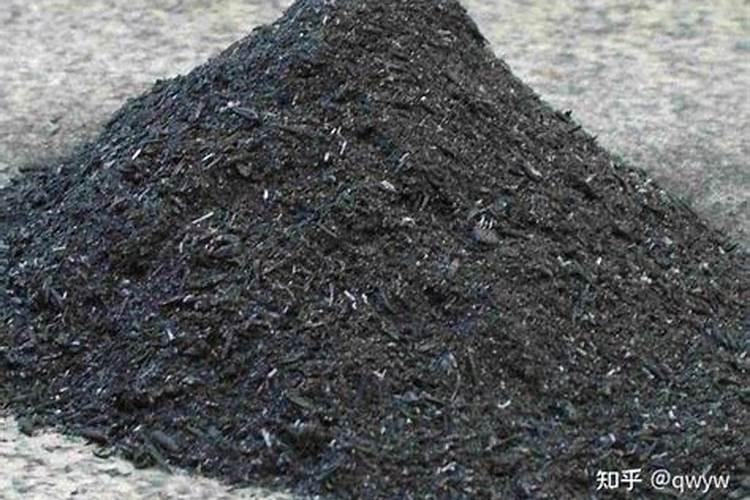 罗汉竹多少钱一棵？2020年罗汉竹价格最新行情预测