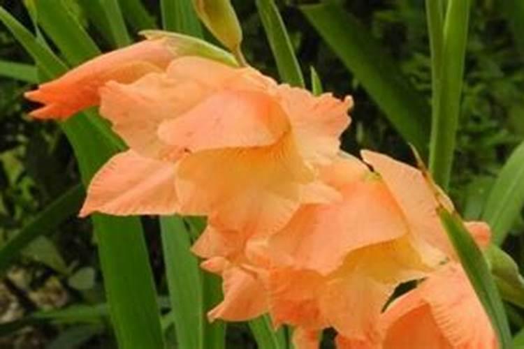 金银花多久浇一次水