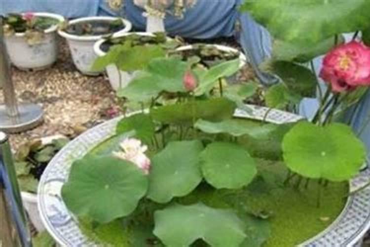 缸养荷花怎么施肥