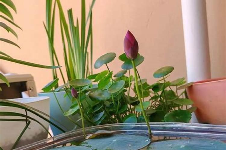 盆栽荷花如何施肥