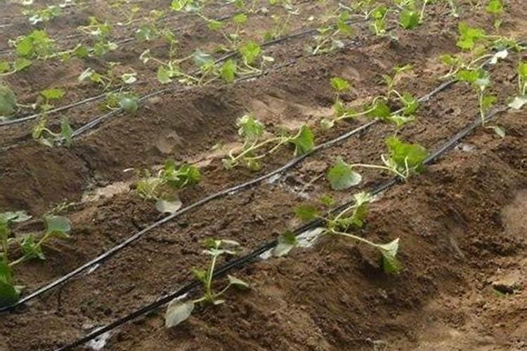 想要西瓜特别甜用什么肥料