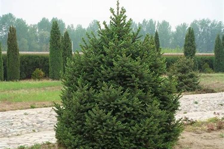 对于云杉树苗的施肥那种肥料最好？