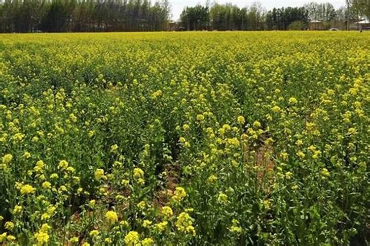 油菜直播水田施肥一亩田总共要多少肥