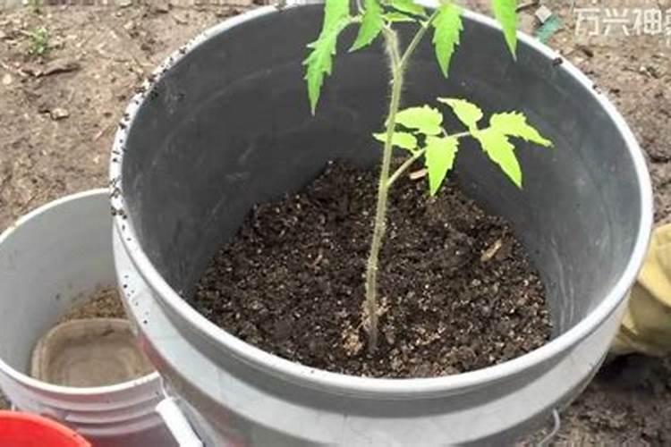 家中花盆种西红柿如何施肥