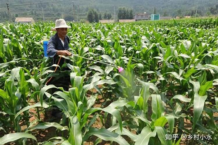 玉米8月15日以后还能喷叶面肥吗
