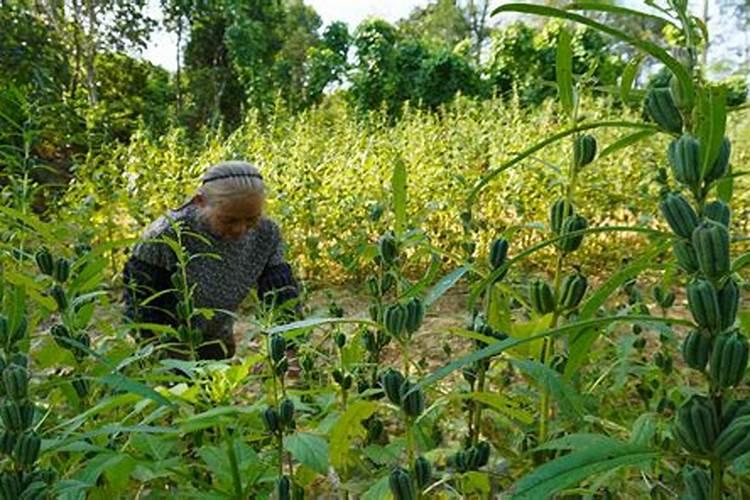 在农作物种植里,草木灰要怎么正确使用