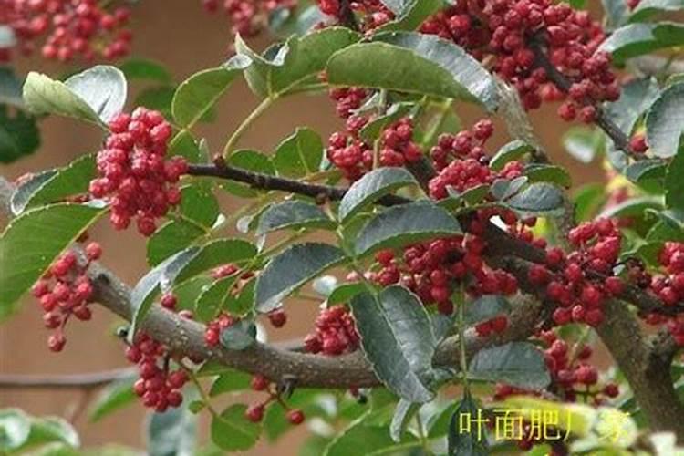 月季花冬季如何施肥效果最好,可以用水溶肥吗？