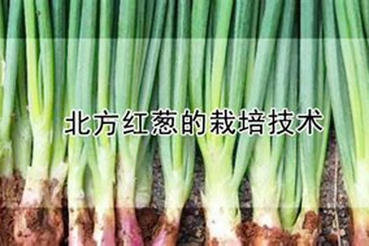 红葱的种植方法和