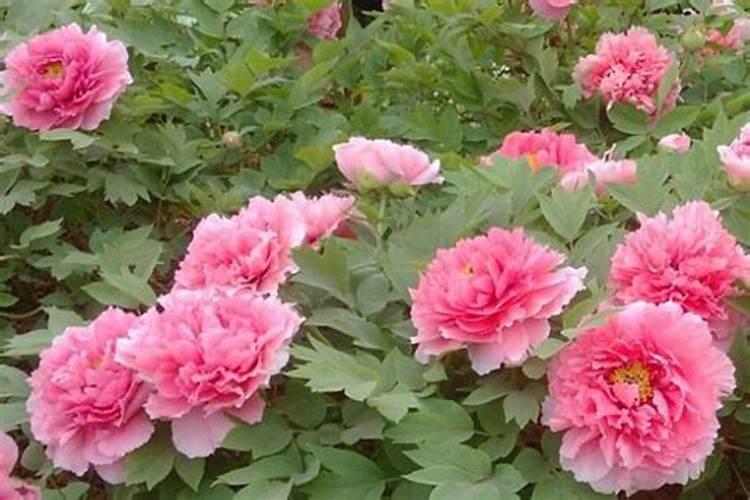 牡丹花怎么施肥