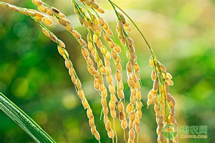 扶桑花浇什么肥料合适