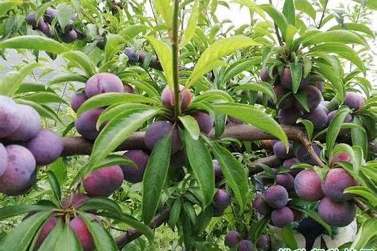 李子树施肥方法