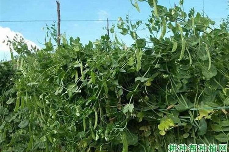 打格温用什么英雄