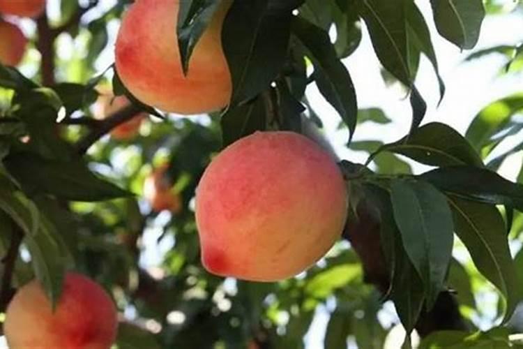 用施肥枪给早熟桃树施肥怎么操作？一般一棵大树用多少水肥？