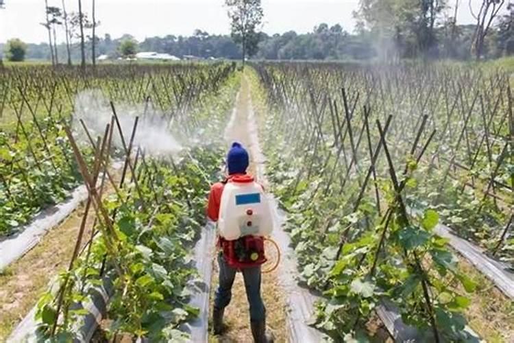 磷酸二氢钾用量大了怎么补救,症状是什么