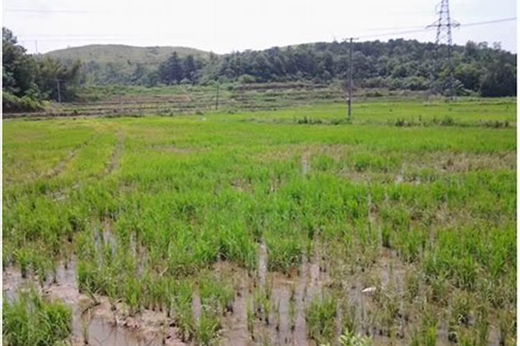 磷酸二氢钾用量大了怎么补救,症状是什么