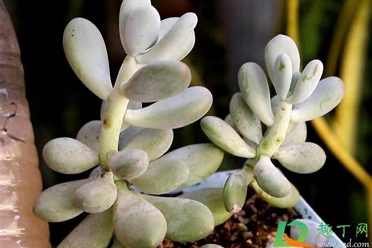 多肉可以用复合肥吗