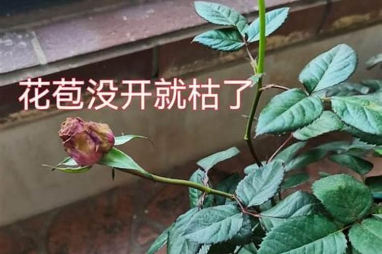 月季花施什么肥料开花多