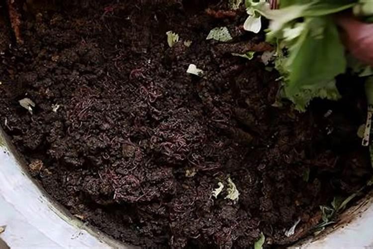 烂菜叶子如何制成有机肥？