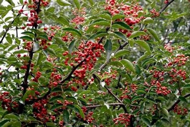 植物黄叶子是缺什么营养