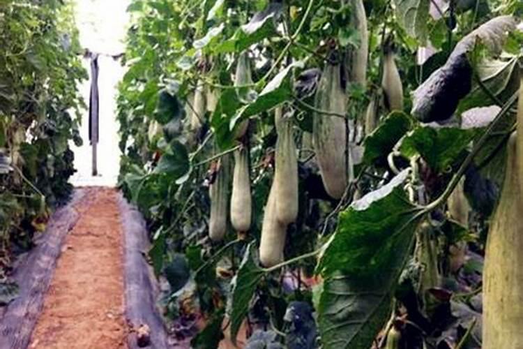 小瓜的种植技术和管理