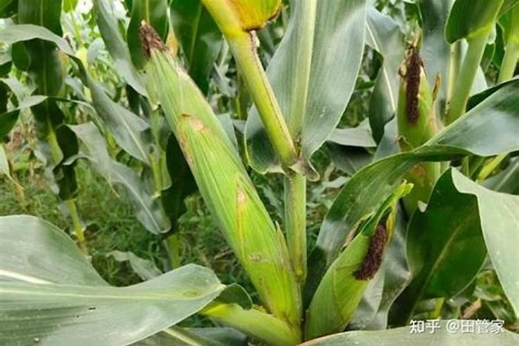 玉米已经抽雄吐丝开始授粉还能打杀虫药和叶面肥吗？