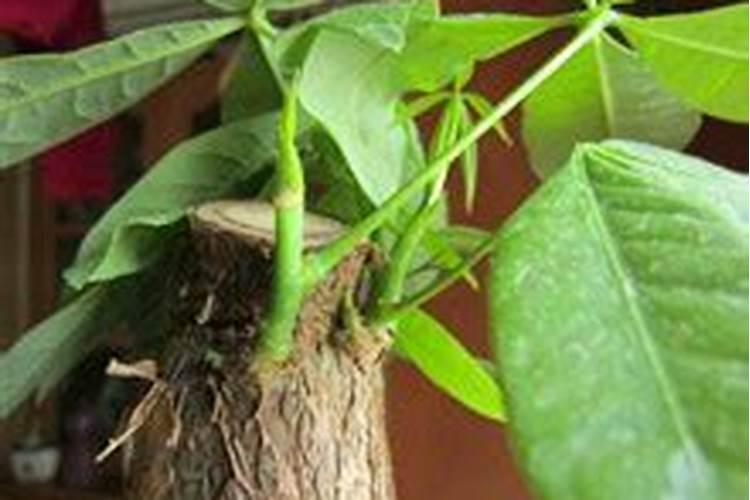 水溶肥经销商如何做好农资生意？