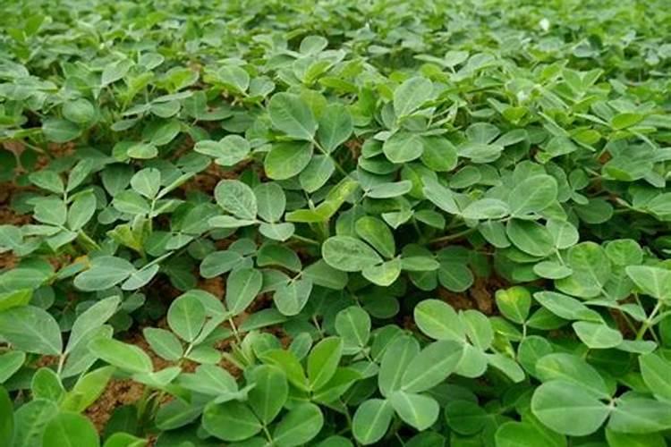 花生追肥用什么肥料好