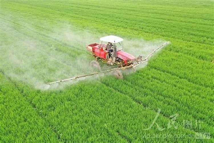 水稻打叶面肥是早上好还是下午好？