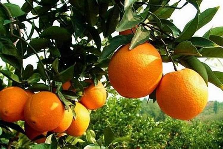 橙子树春季需要上什么肥料？