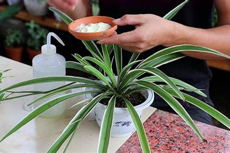 吊兰多久施肥一次？如何辨别是否需要进行施肥？