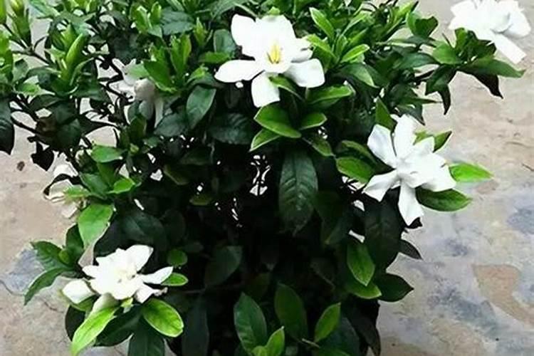 栀子花换盆后怎样养