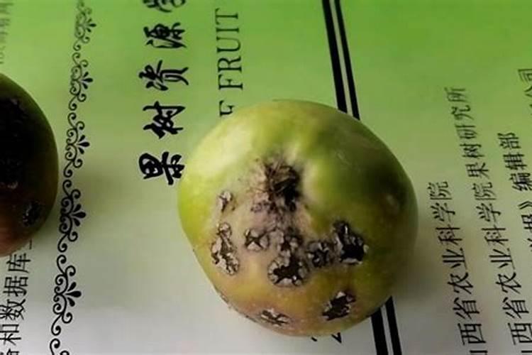 蝴蝶兰喜欢酸性的土壤还是碱性的土壤