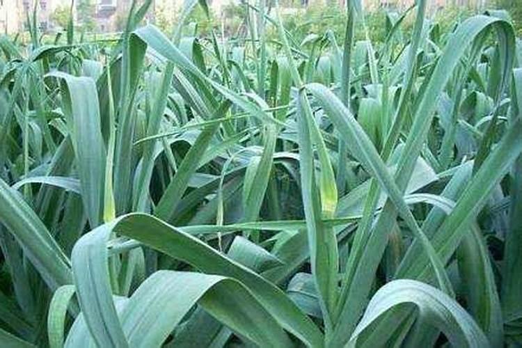 大蒜肥料严重烧根怎样补救,大蒜喜欢什么肥