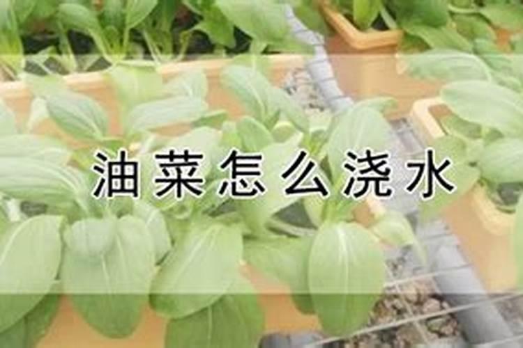 这些花养1种,就能让人羡慕一辈子