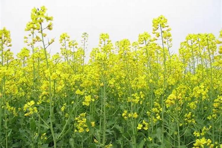想要果实快速膨大用什么水溶肥好