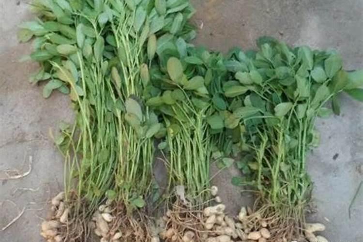 中国水溶肥十大品牌