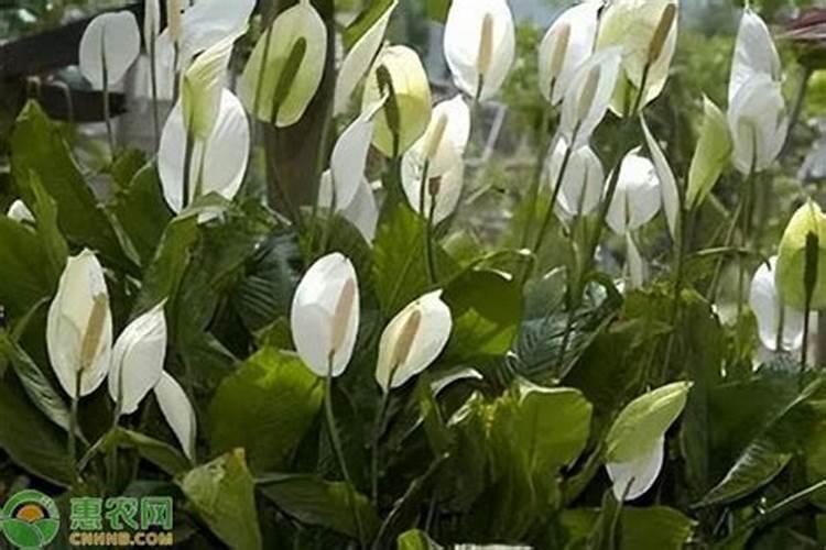 白掌施什么肥开花