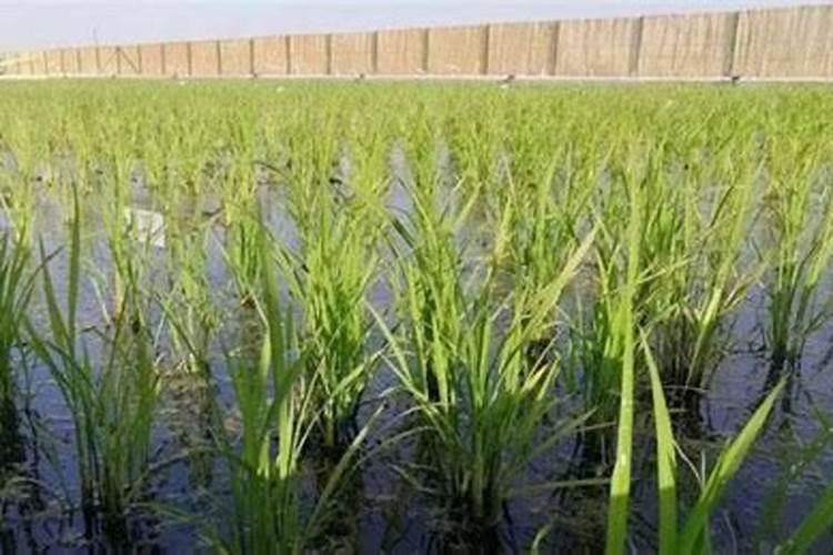 神奇!“海水稻” 喝海水长大无需施肥!