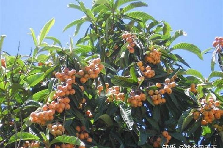 枇杷树每年分几个阶段施肥,每一个阶段该施什么肥？