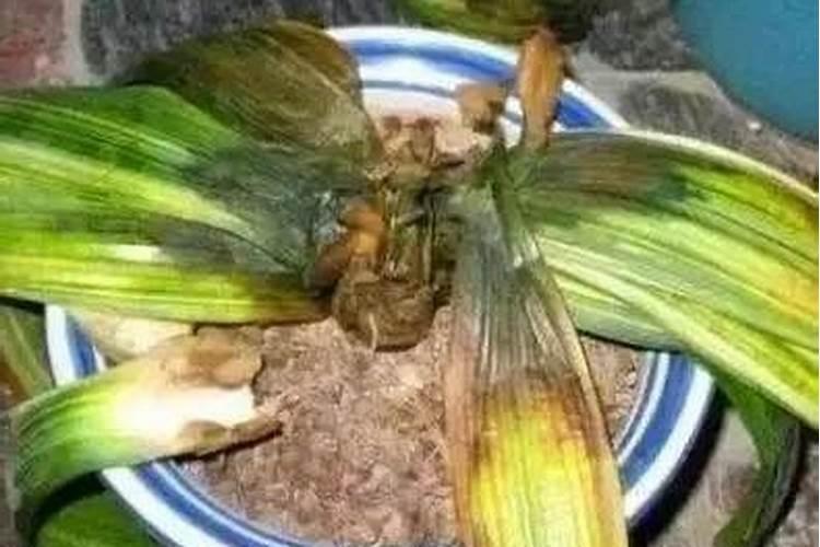 请教为何开花的时候不能施肥