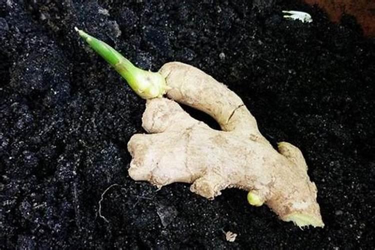 史丹利硫酸钾水溶肥的价格