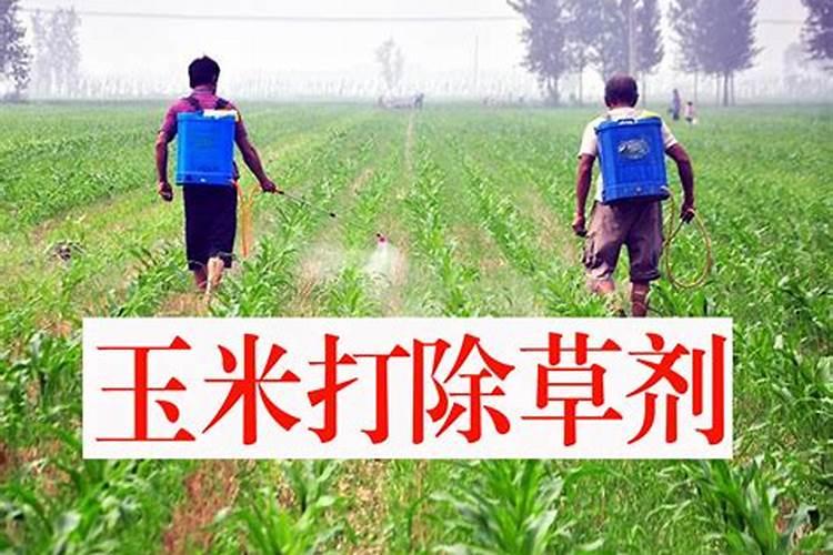 玉米苗后除草剂喷后几天能喷叶面肥？