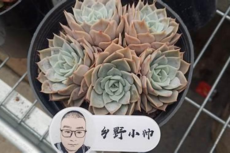 土壤酸化怎么调节