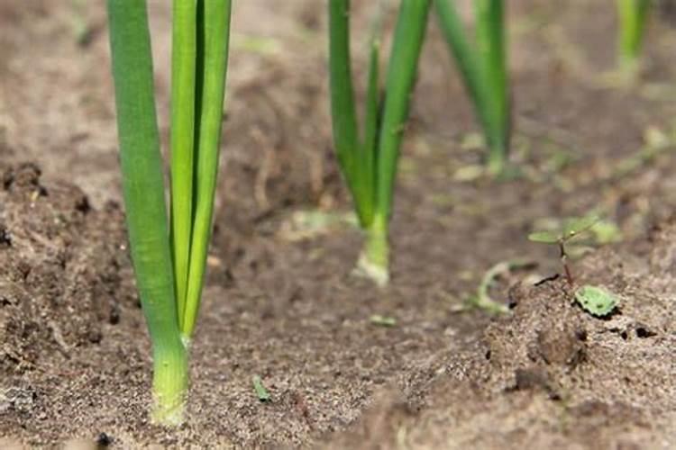 兰花求解:大棚苗是不是温室苗