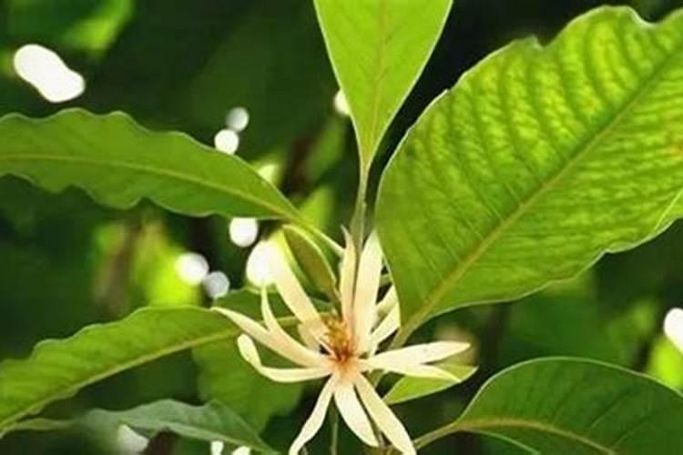 种花高手是自己配制肥料的,高氮水溶肥配方