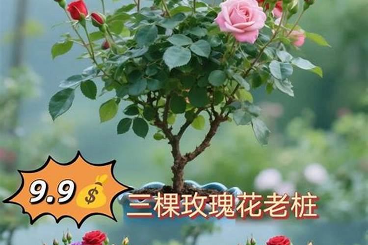 平阴玫瑰的施肥方法