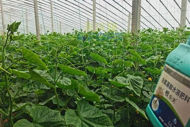 进口园艺肥那个厂家最好？含腐殖酸水溶肥料开花植物专用有那些？