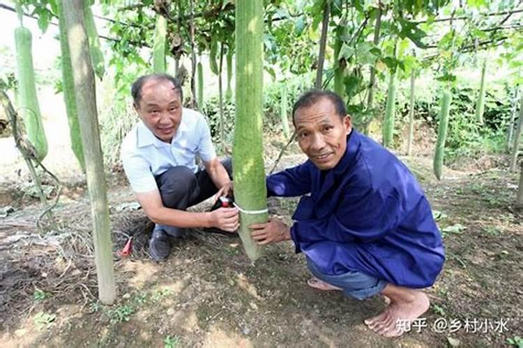 丝瓜怎样施叶面肥施什么肥