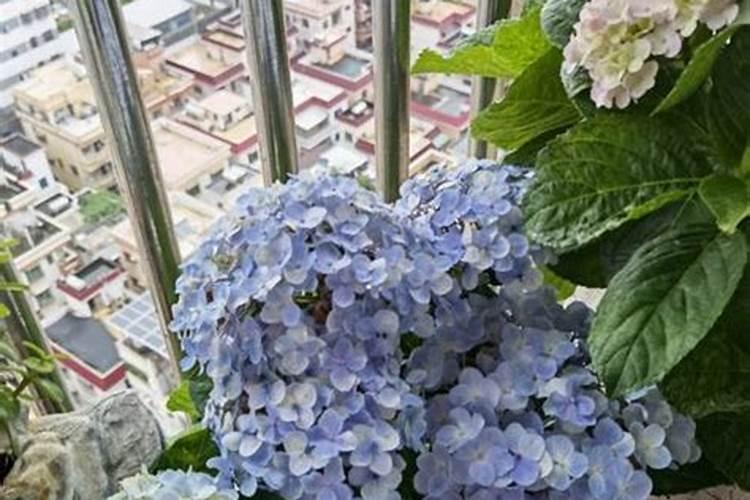5种草花适合庭院养护大太阳暴晒呼呼开花养护很简单