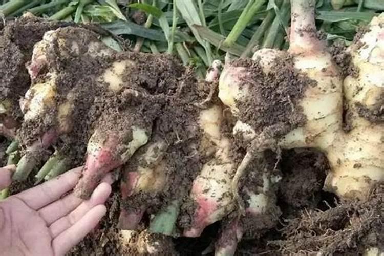 果树施硼肥怎么操作？果树施硼肥有什么用？